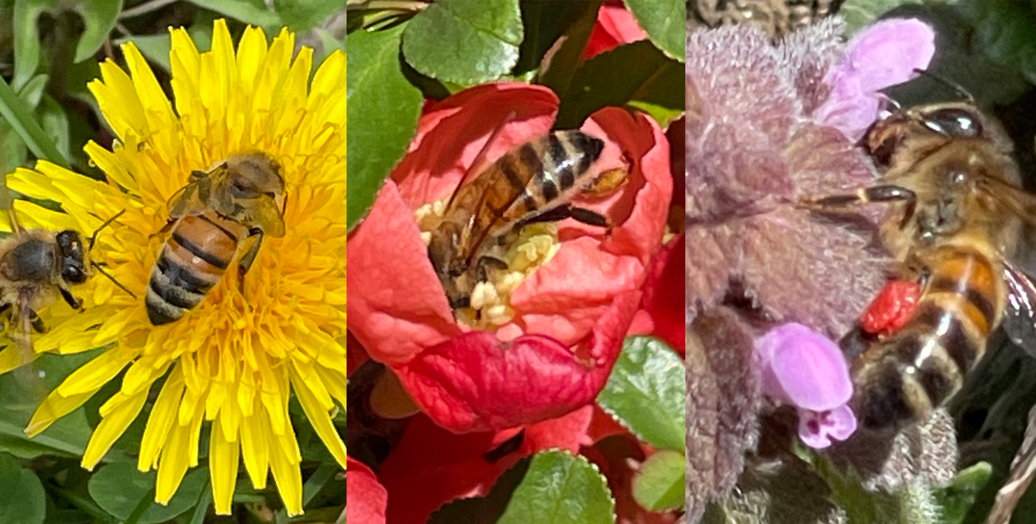 Featured Image of Bees